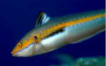 girelle.jpg (2854 octets)